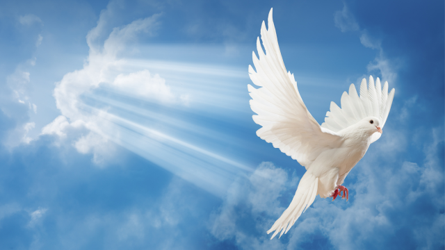 Featured image of post Imagem Pomba Do Espirito Santo Png Veja mais ideias sobre espirito santo pomba da paz desenho de pomba